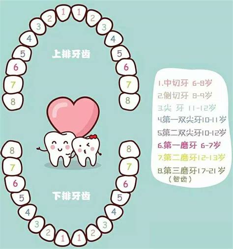 牙齒多少顆|牙齒